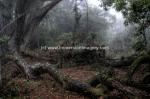 roberston rainforest.jpg